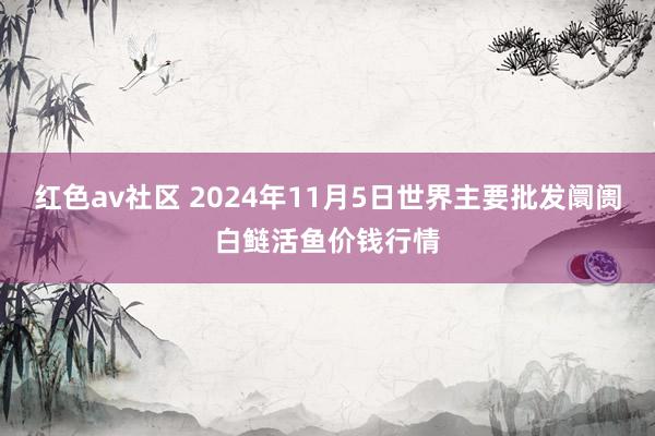 红色av社区 2024年11月5日世界主要批发阛阓白鲢活鱼价钱行情