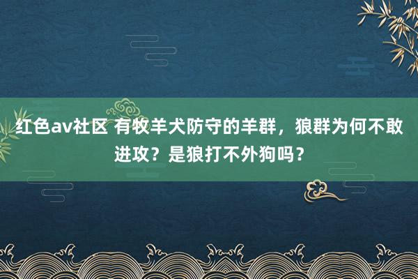 红色av社区 有牧羊犬防守的羊群，狼群为何不敢进攻？是狼打不外狗吗？